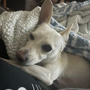 Meet your Posher, Flor